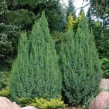 Juniper hard: fotografija i opis